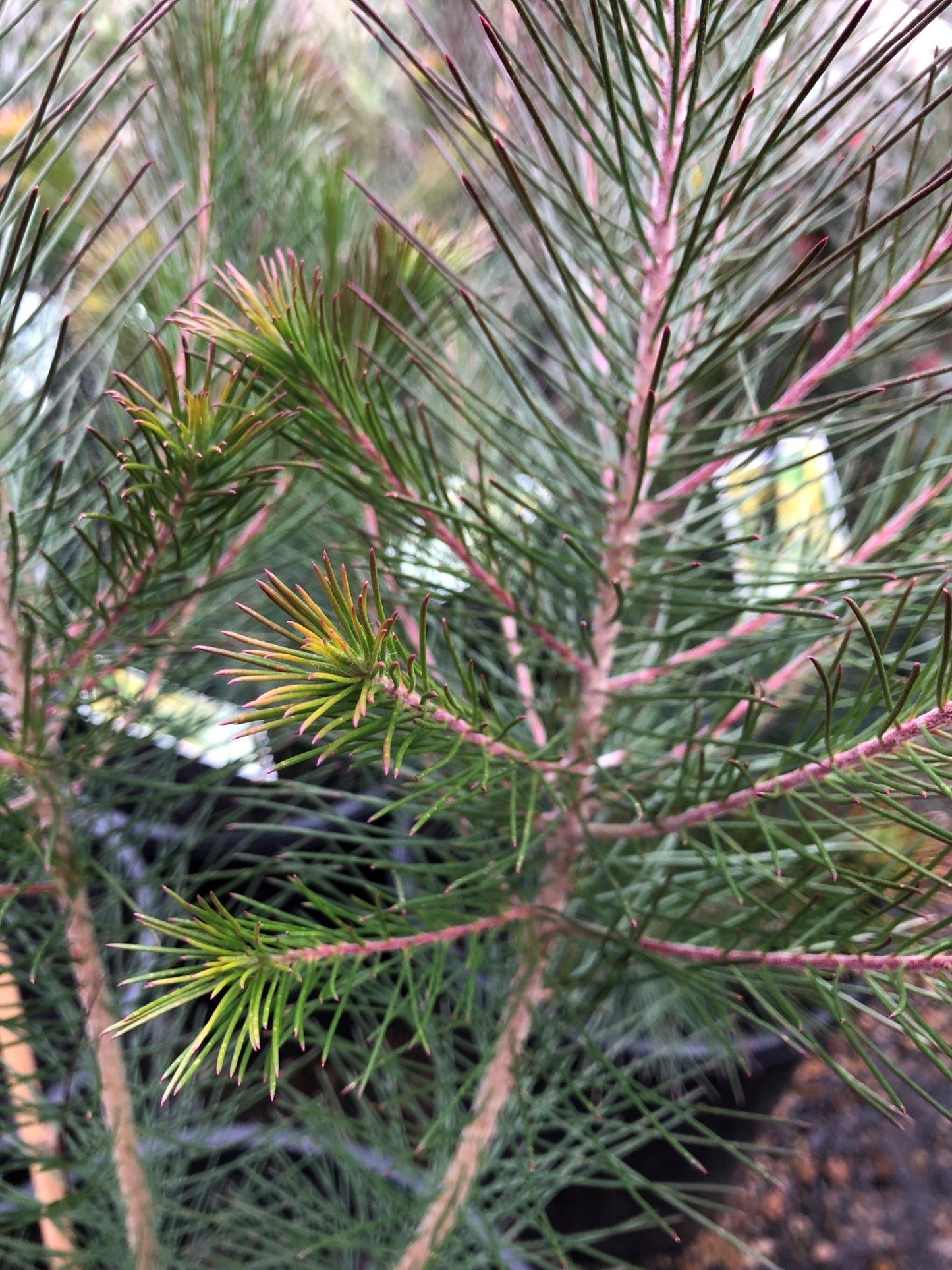 Persoonia Pinifolia 'Pine Leaved Geebung' 25cm
