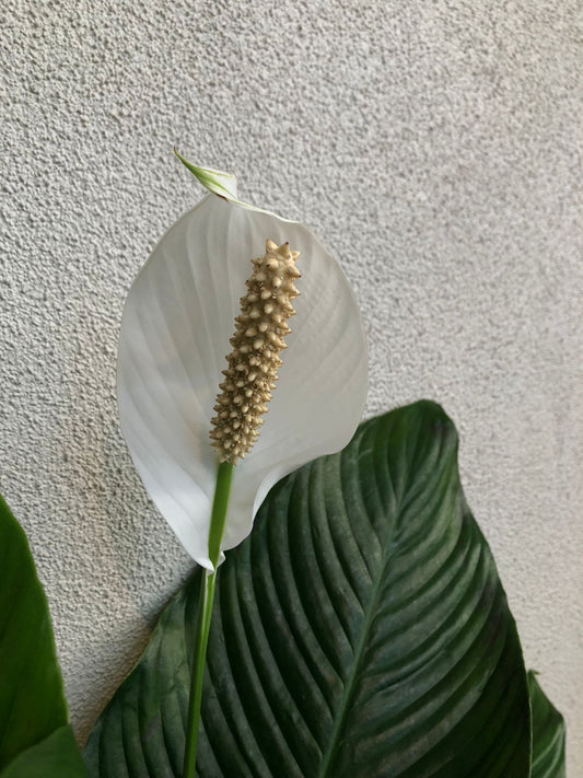 Spathiphyllum "Peace Lily' 25cm