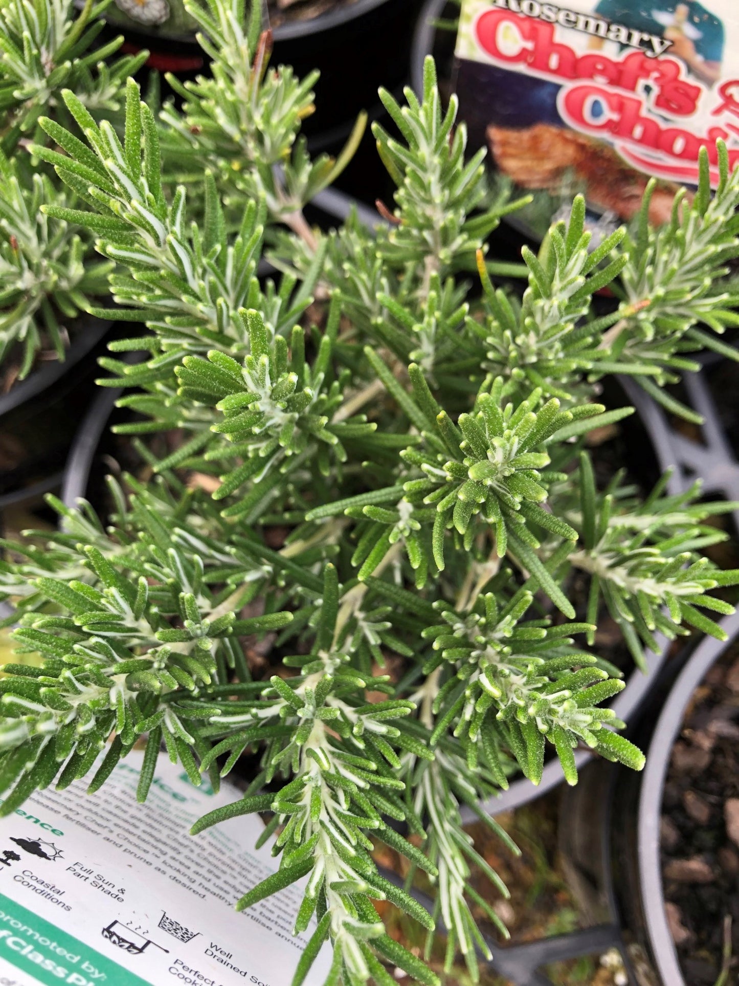 Rosemary 'Chef's Choice' 14cm