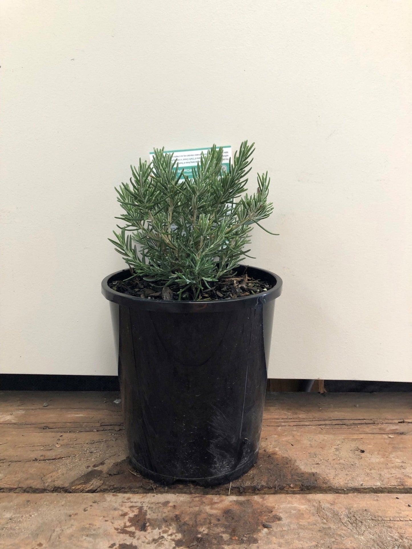 Rosemary 'Chef's Choice' 14cm