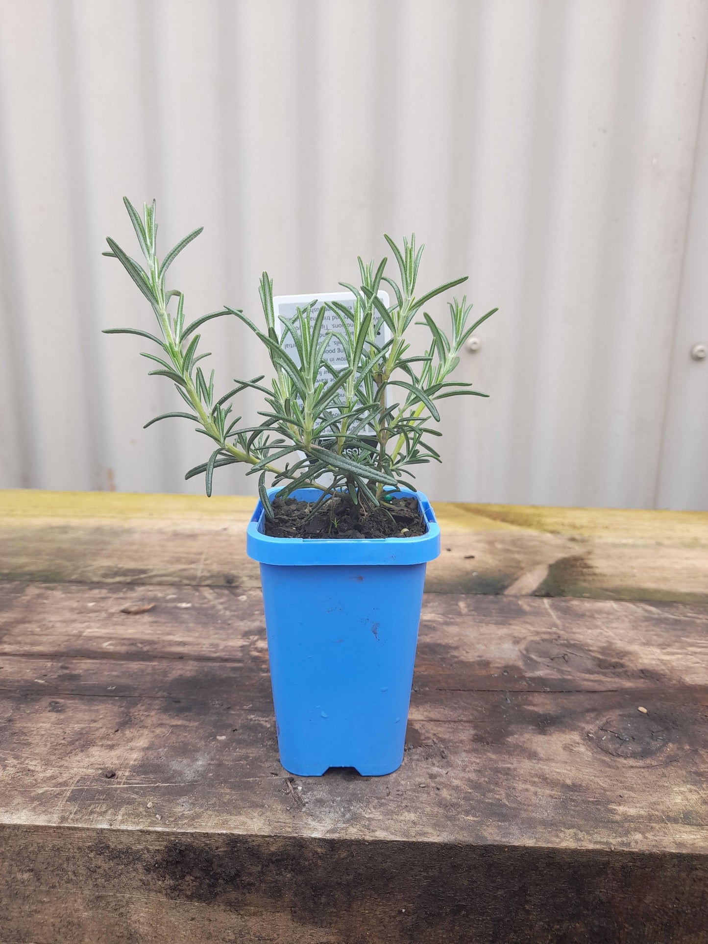 Rosemary 'Blue Lagoon' 7cm
