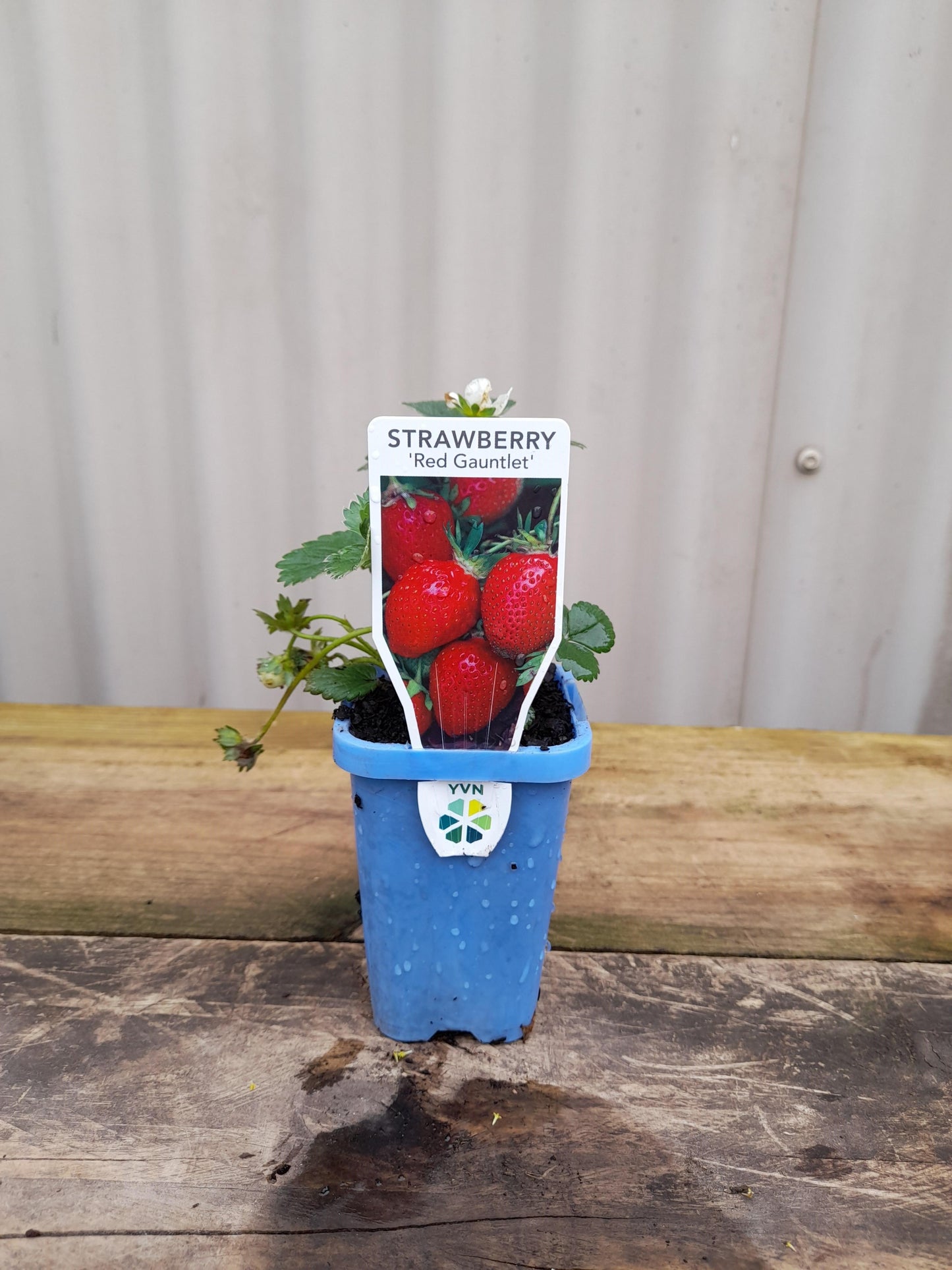 Strawberry 'Red Gauntlet' 7cm