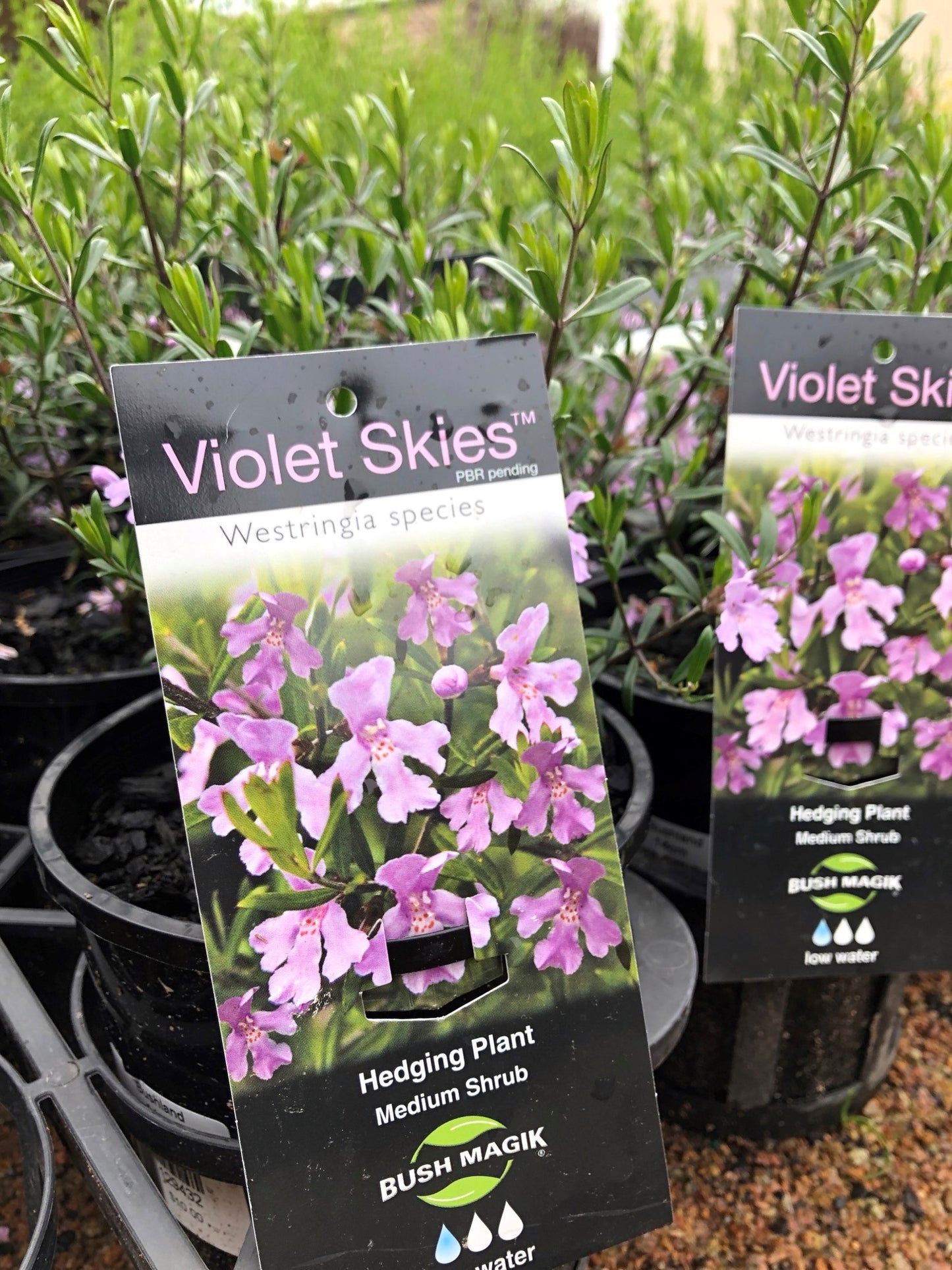 Westringia 'Violet Skies' 14cm