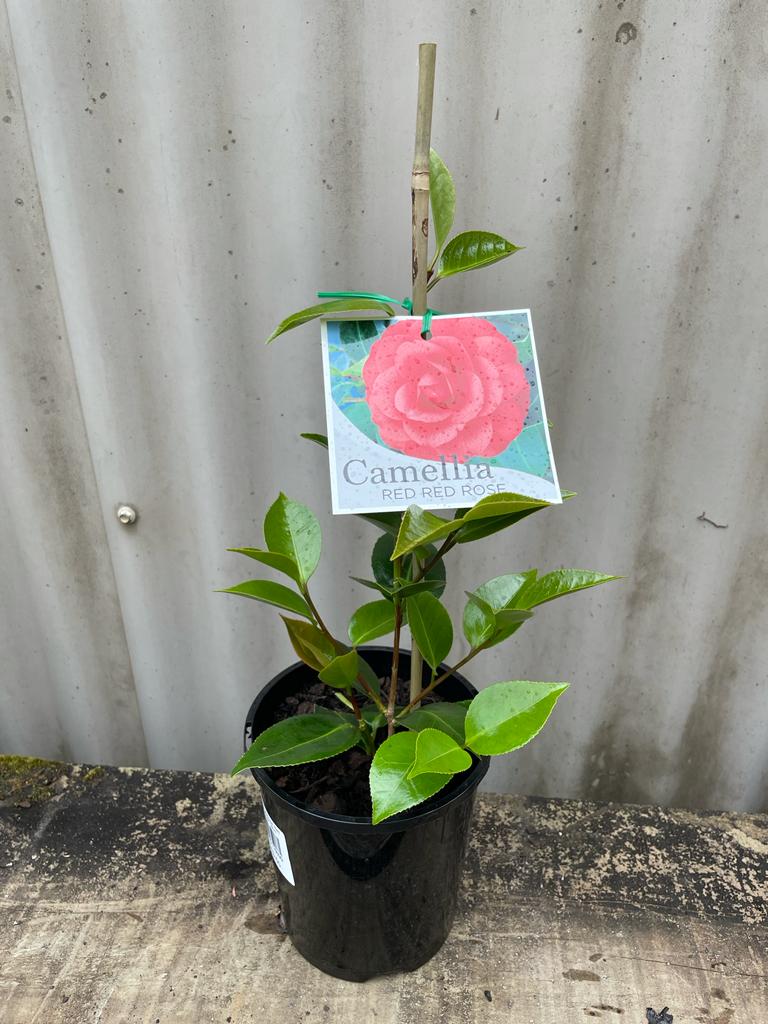 Camellia japonica 'Red Red Rose' 14cm