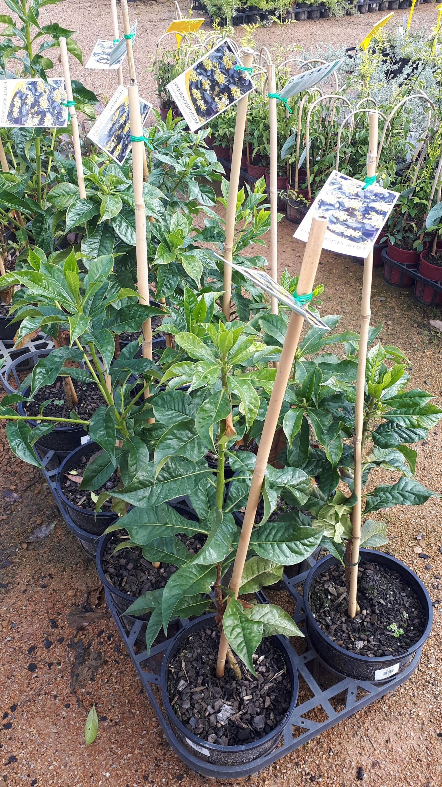 Hymenosporum flavum 'Australian Frangipani' 20cm