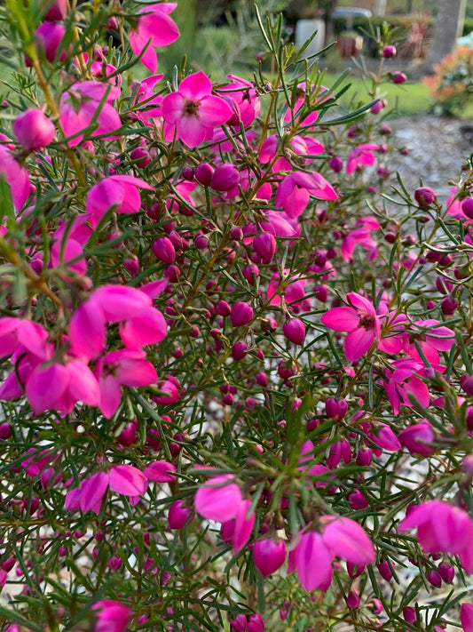 Boronia 'Magenta Stars' 14cm