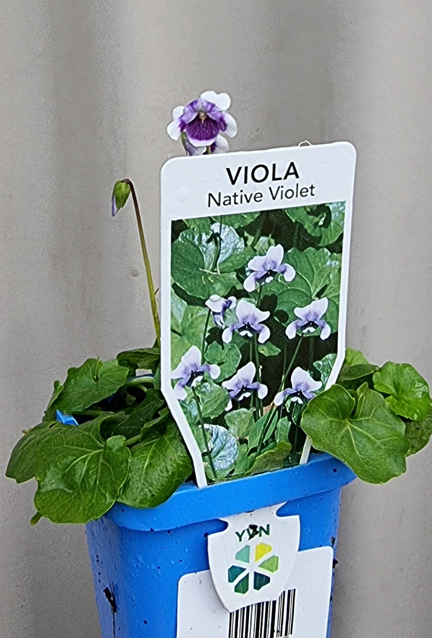 Viola hederacea 7cm