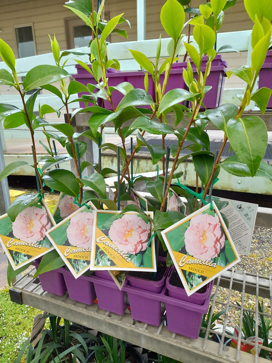 Camellia japonica 'Ardoch' 7cm