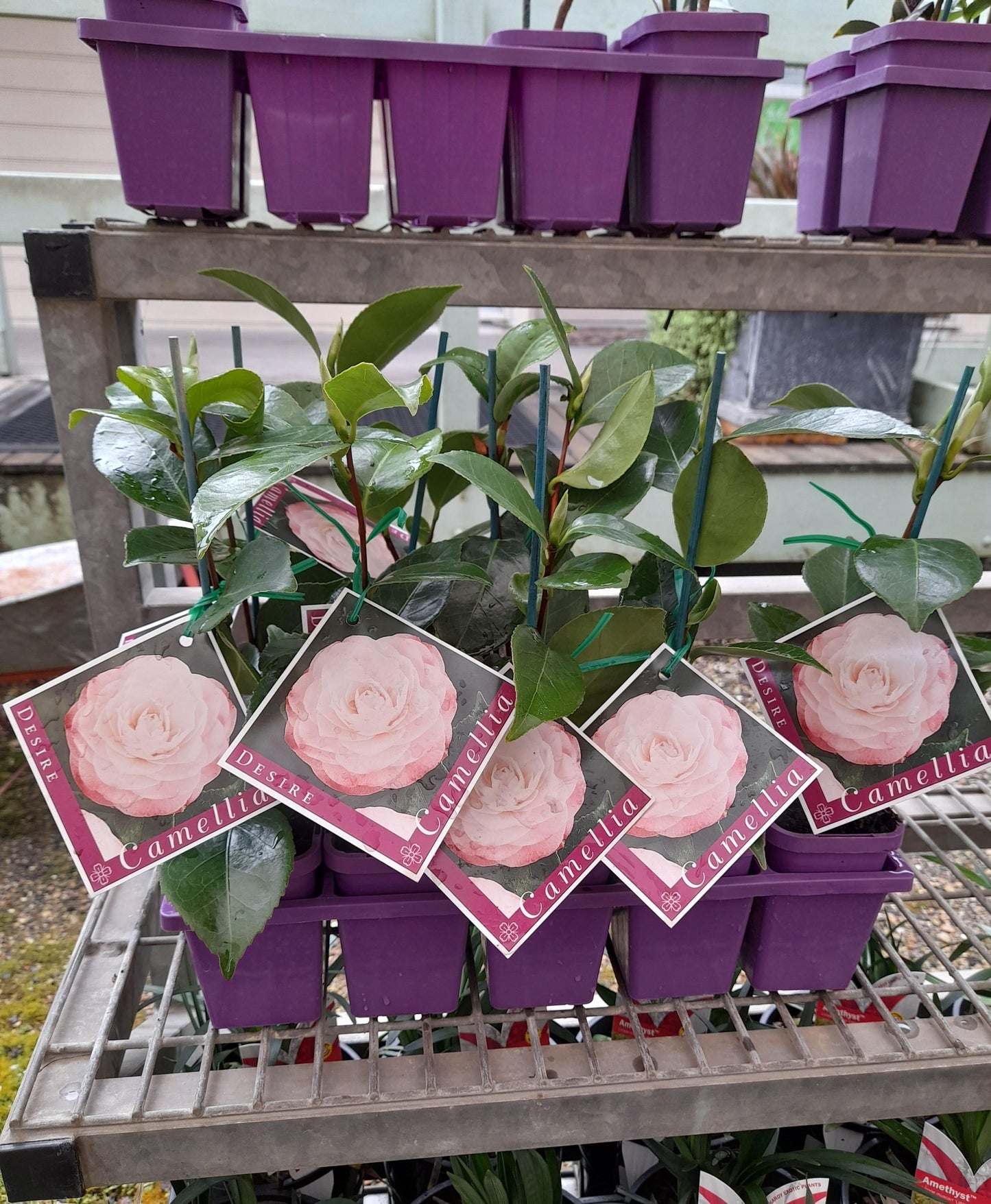 Camellia japonica 'Desire' 7cm