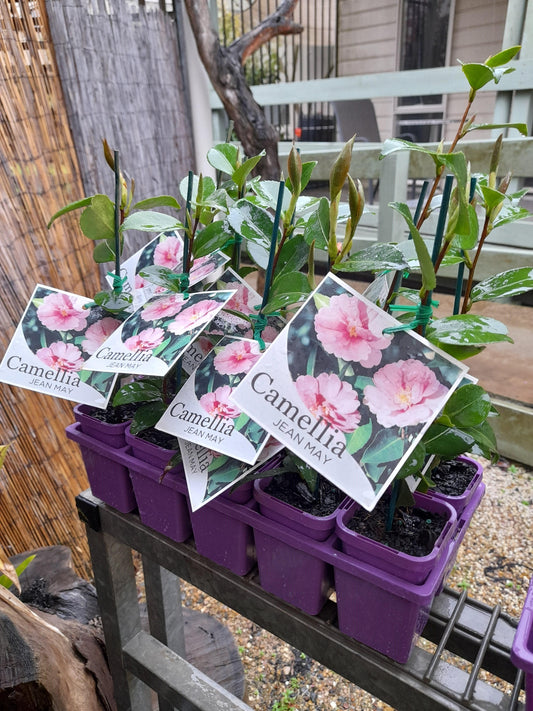 Camellia sasanqua 'Jean May' 7cm