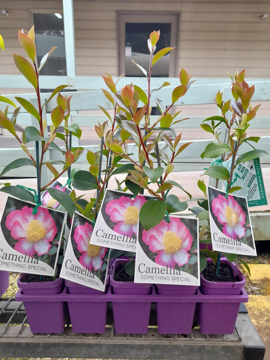 Camellia sasanqua 'Something Special' 7cm