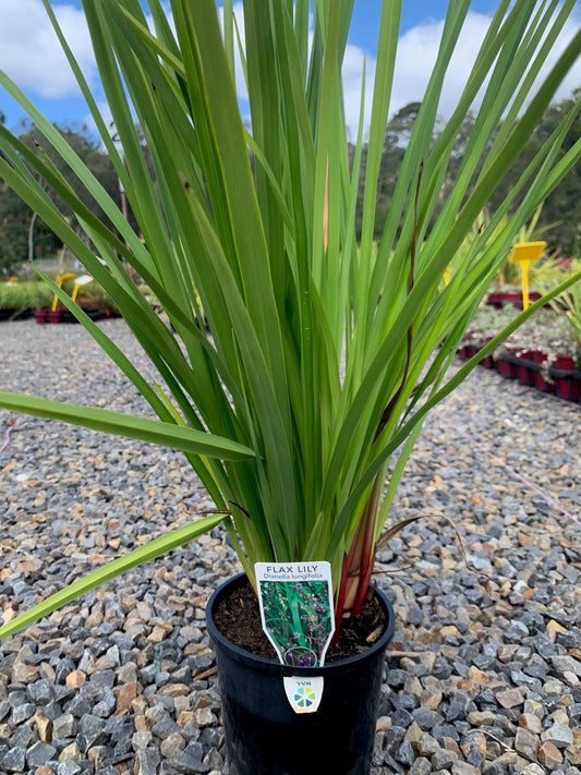 Dianella longifolia 'Blue Flax Lily' 14cm