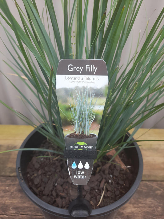 Lomandra filiformis 'Grey Filly' 20cm