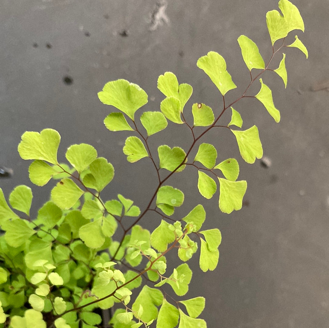 Adiantum 'Maiden Hair Fern' 7cm