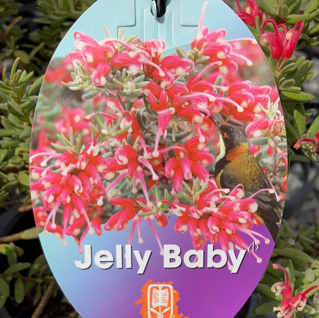 Grevillea ‘Jelly Baby’ 20cm