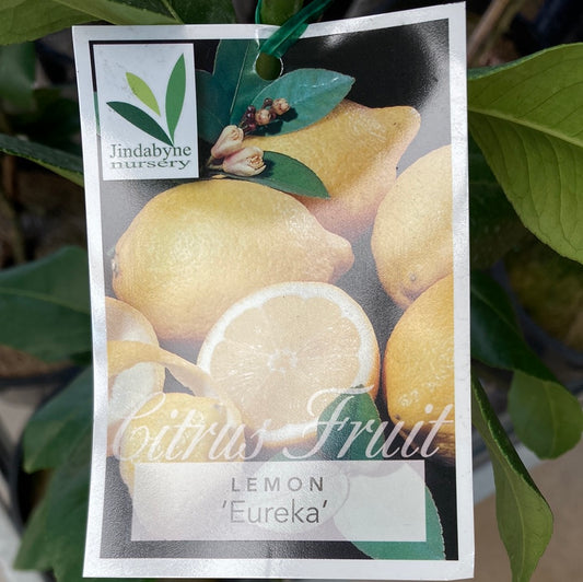 Lemon Eureka Yarra View Garden Centre Mount Evelyn