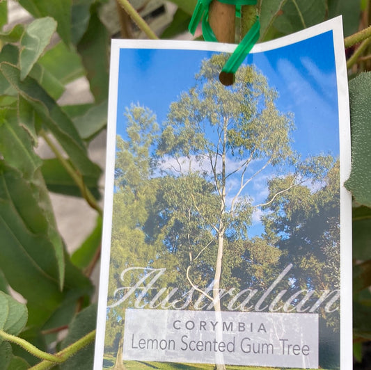 Corymbia citriodora 'Lemon Scented Gum Tree' 20cm