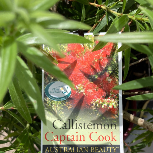 Callistemon ‘Captain Cook’ 20cm