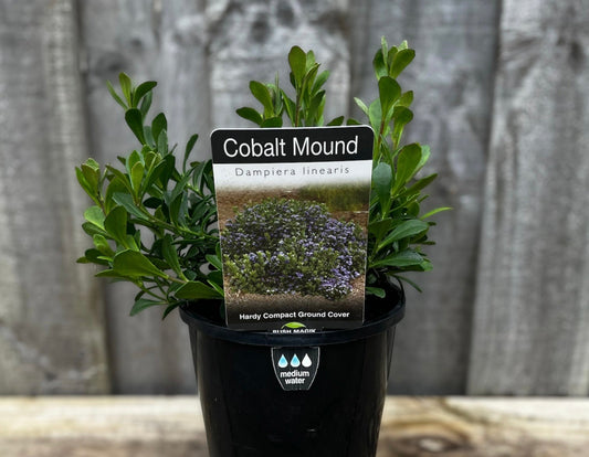 Dampiera linearis 'Cobalt Mound' 14cm