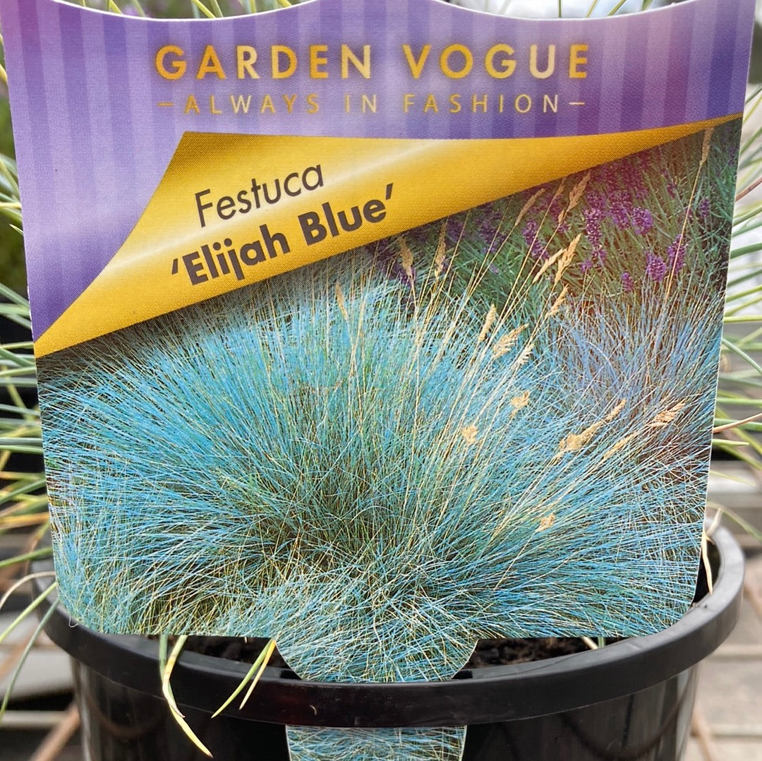 Festuca glauca 'Elijah Blue' 14cm