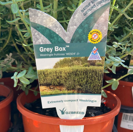Westringia fruticosa 'Grey Box' 14cm