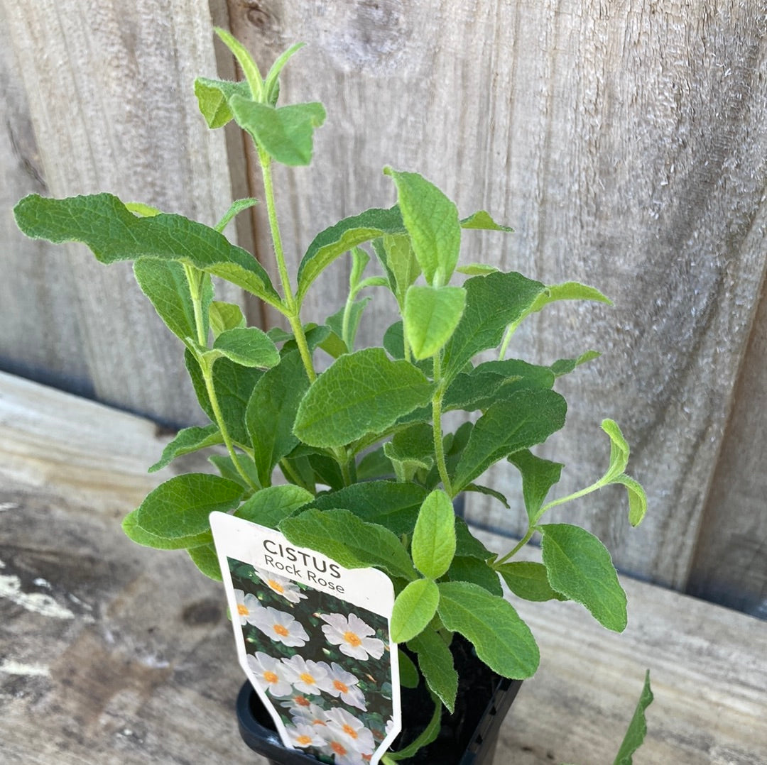 Cistus salvifolius ‘Rock Rose’ 7cm