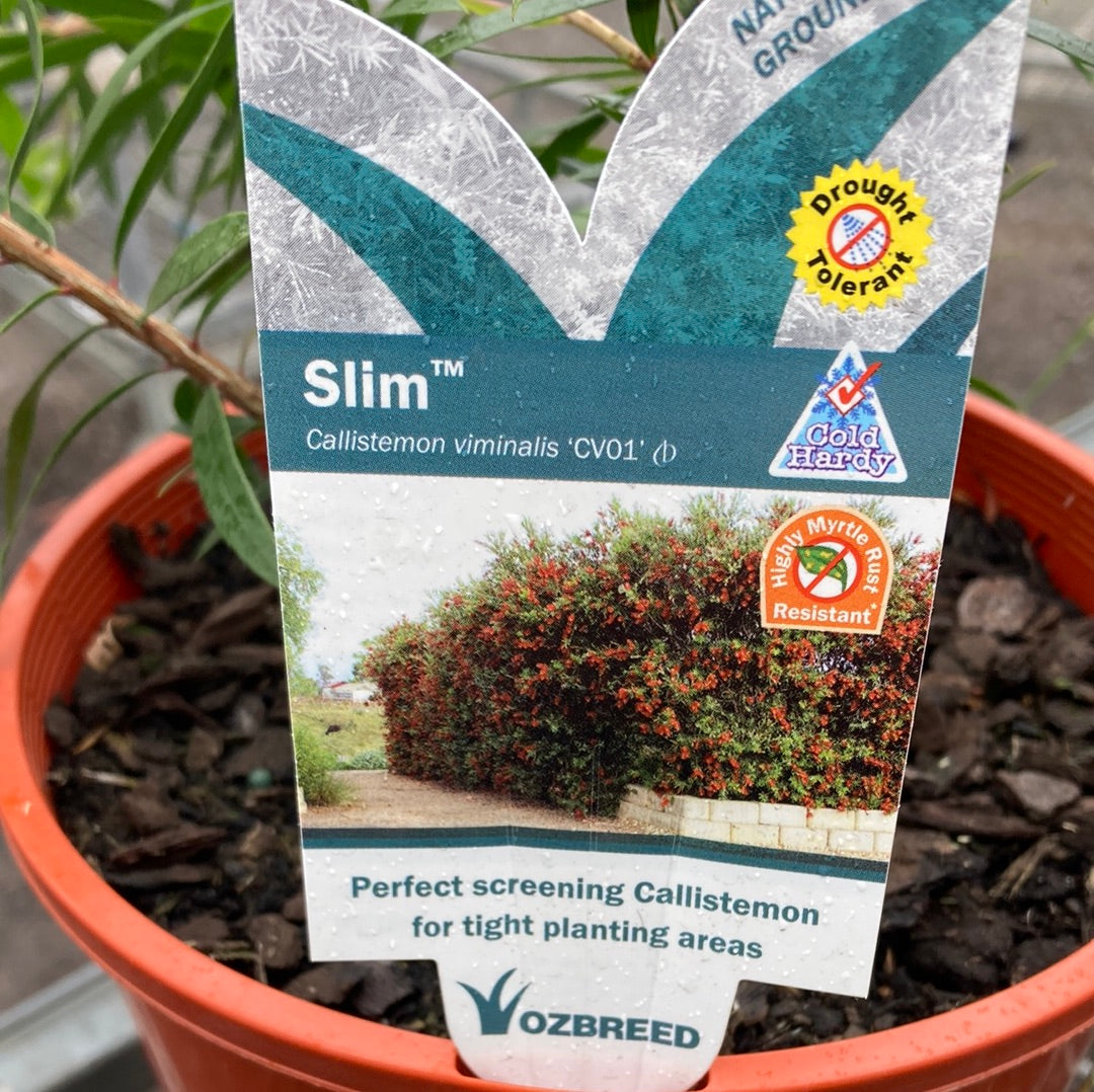 Callistemon 'Slim' PBR 20cm