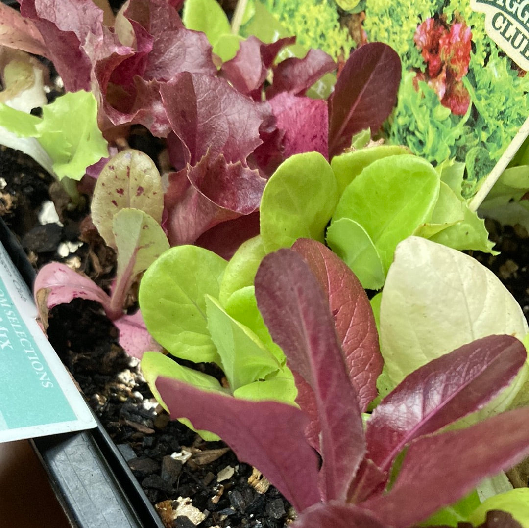 Lettuce ‘Italian Lollo Mix’ MP Yarra View Garden Centre