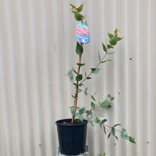 Eucalyptus leucoxylon Euky Dwarf 20cm