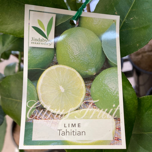 Lime Tahitian Yarra View Garden Centre Mount Evelyn
