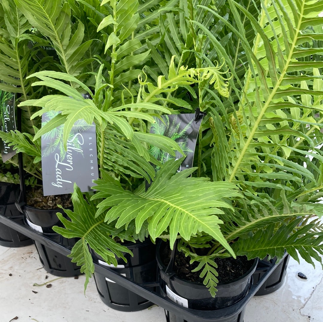 Blechnum gibbum 'Silver Lady' 14cm