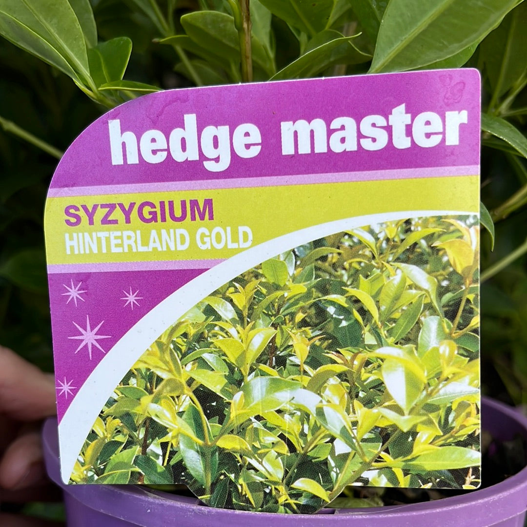 Syzygium australe 'Hinterland Gold' 14cm