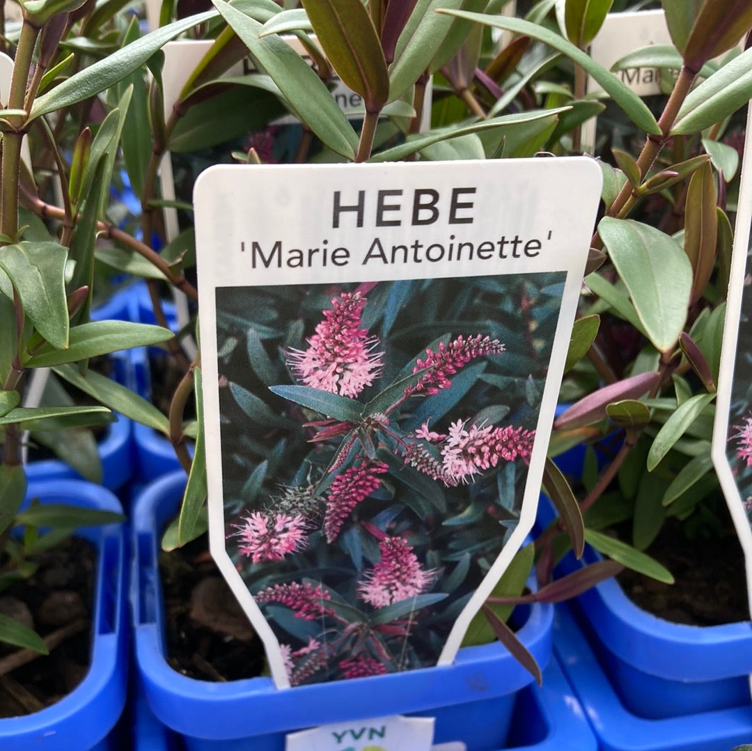 Hebe ‘Mary Antoinette’ 7cm