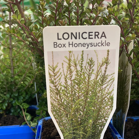 Lonicera nitida ‘Box Honeysuckle’ 7cm