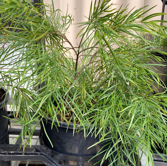 Acacia cognata dwarf 'Mini Cog' PBR 20cm