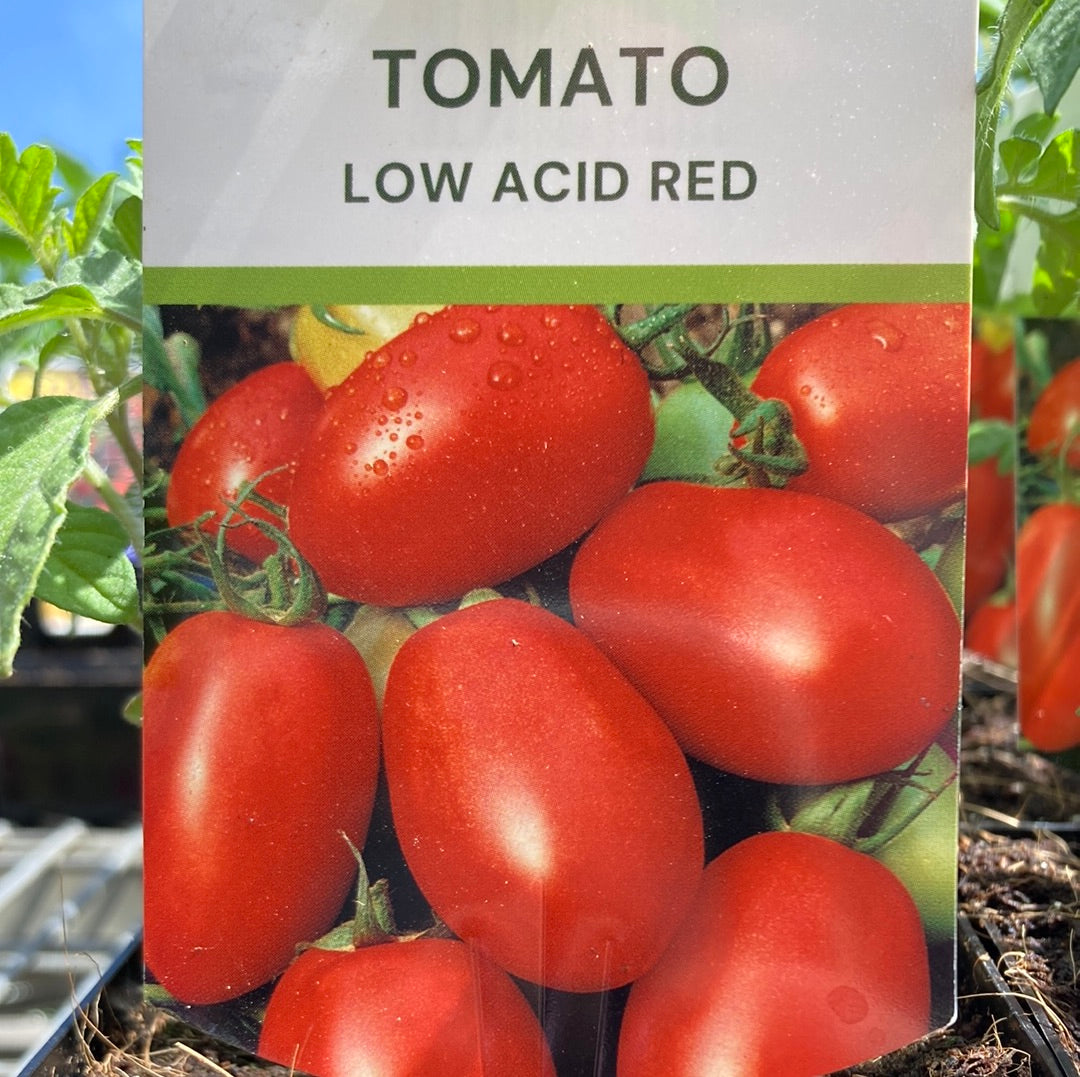 Tomato Low Acid Red 100mm