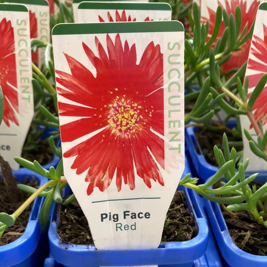 Mesembryanthemum Pig Face ‘Red’ 7cm