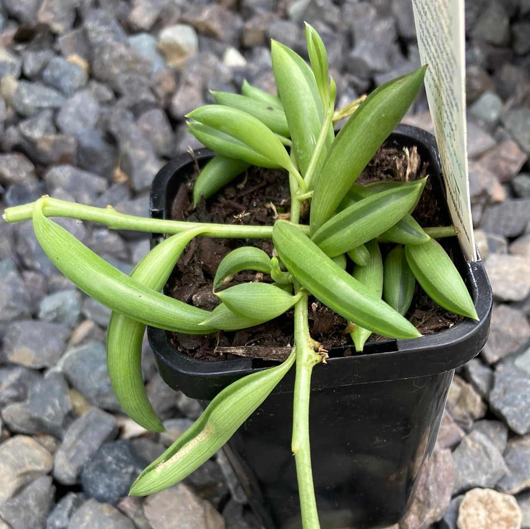 Yarra Valley Nursery