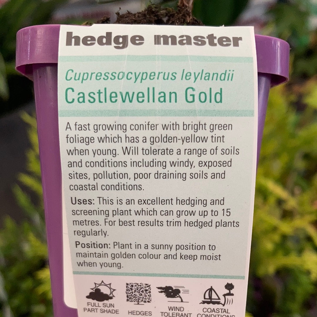 Cupresso Cyperus Leylandii ‘Castlewellan Gold’ 7cm
