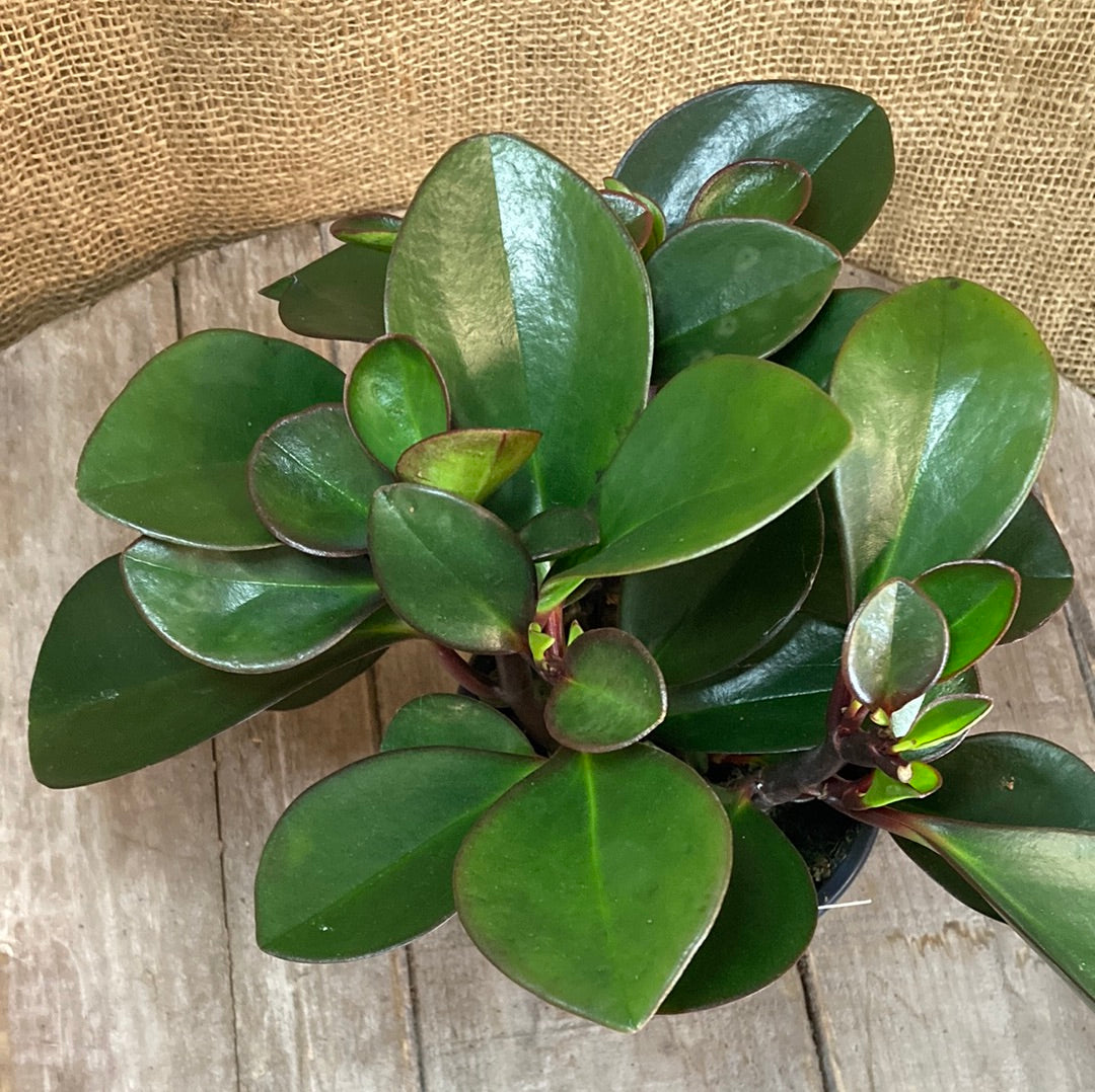 Peperomia clusiifolia Red Edge Yarra View Garden Centre Mount Evelyn