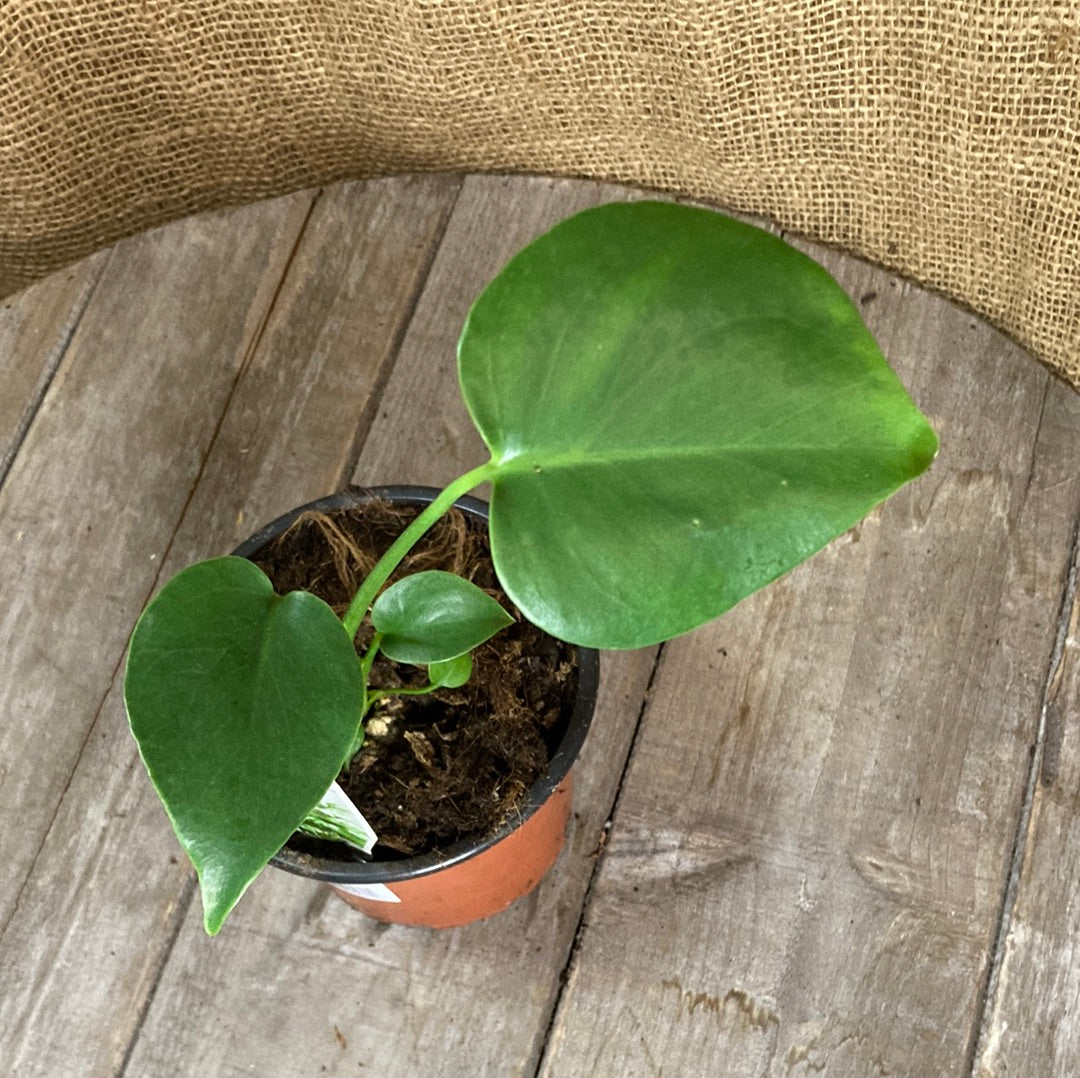 Monstera deliciosa Yarra View Garden Centre Mount Evelyn