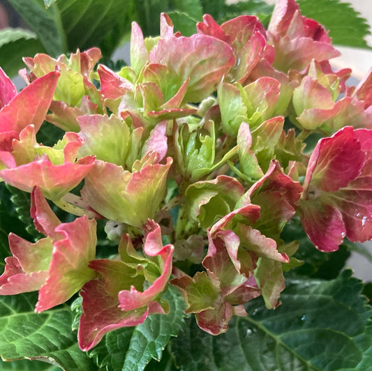 Hydrangea 'Tea time Red' 18cm