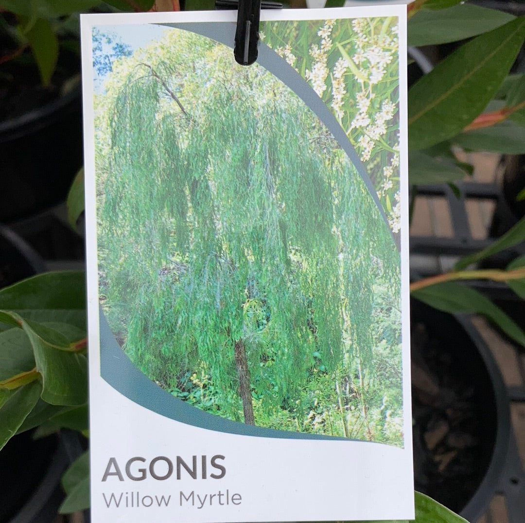 Agonis flexuosa 'Willow Myrtle' 20cm