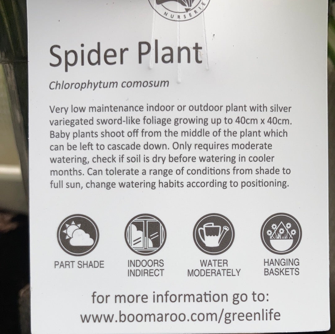 Chlorophytum comosum ‘Spider Plant’ 12cm
