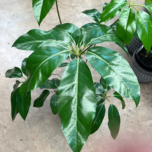 Schefflera arboricola ‘Dwarf Umbrella Plant’ 20cm