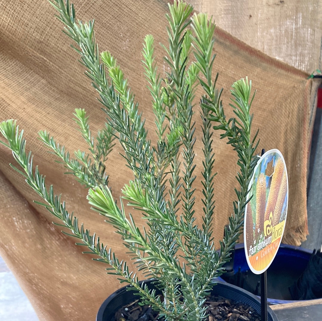 Banksia ericifolia 'Golden Girl' 20cm