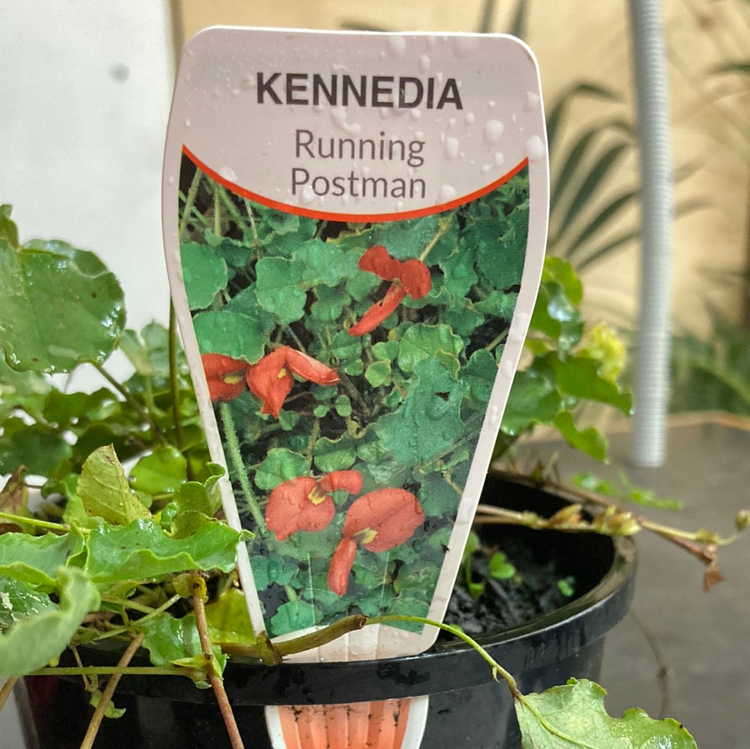 Kennedia prostrata 'Running Postman' 14cm
