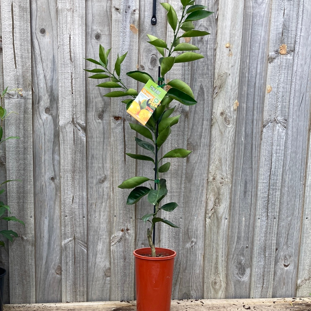 Yarra Valley Nursery