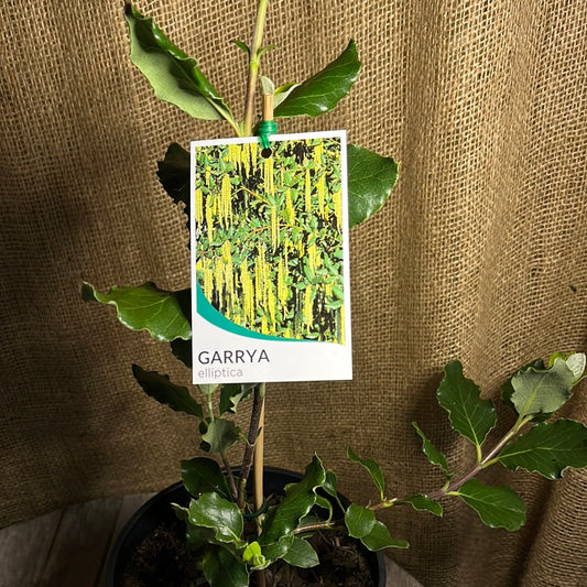 Garrya elliptica 18cm