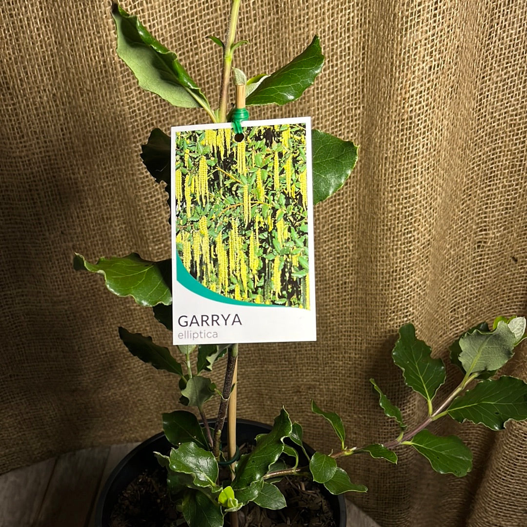 Garrya elliptica 18cm